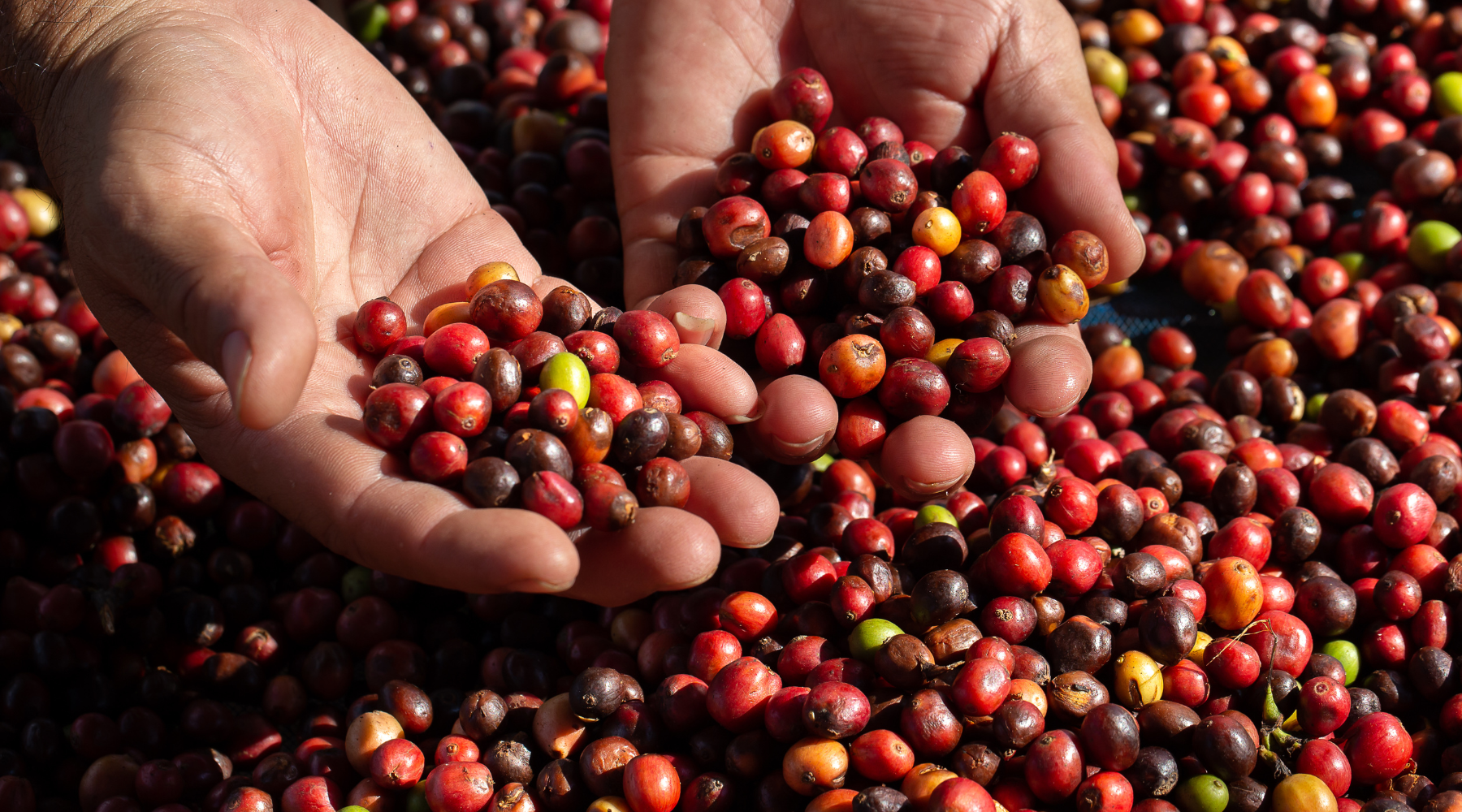 caffè arabica, chicchi appena raccolti di caffè 100% arabica